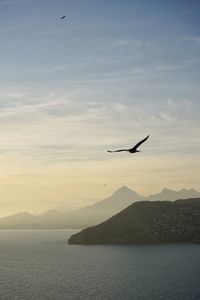 Bird flying over lake against sky