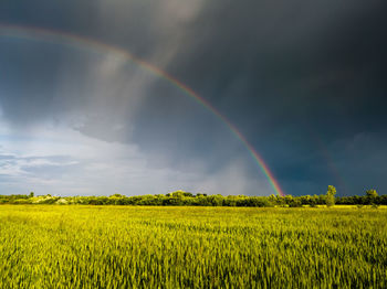 Scenic view of rainbow over field