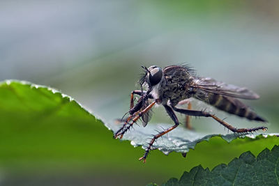 Close-up of insect on plant