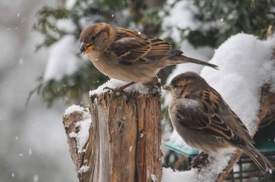 Close-up of birds perching on snow
