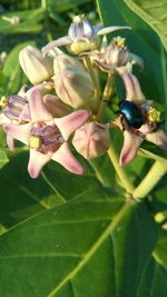 Close-up of insect on flower