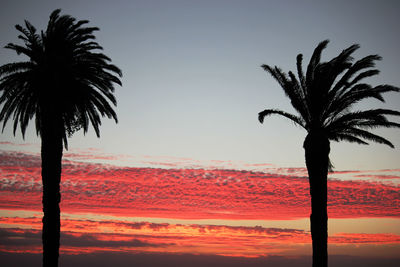 Silhouette palm tree by sea against sky during sunset