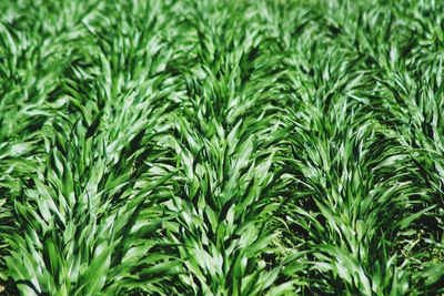 Full frame shot of corn field