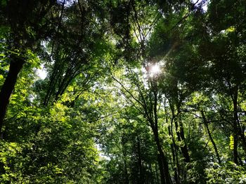 Low angle view of trees