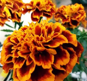 Close-up of marigold blooming outdoors