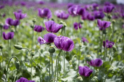 Close-up of purple flowering plants on field