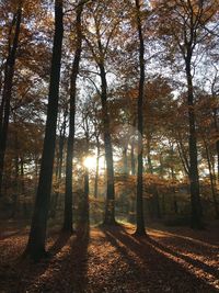 Trees in forest