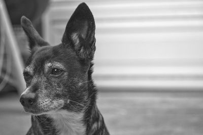 Close-up of a dog looking away