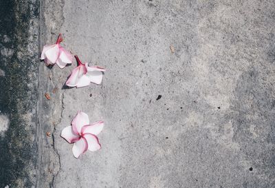 High angle view of pink roses