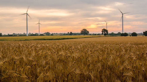 Scenic view of field against sky during sunset