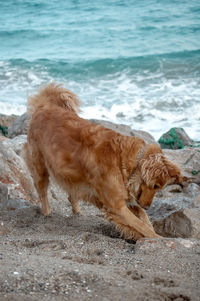 View of a dog on beach