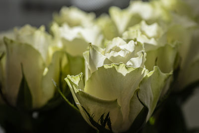 Close-up of rose plant