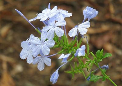 Close-up of white flowering plant