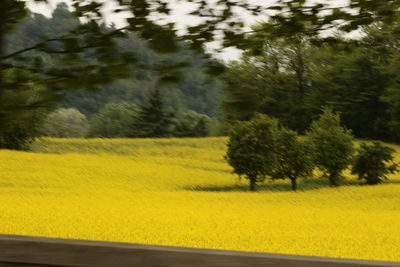 Close-up of yellow trees on landscape