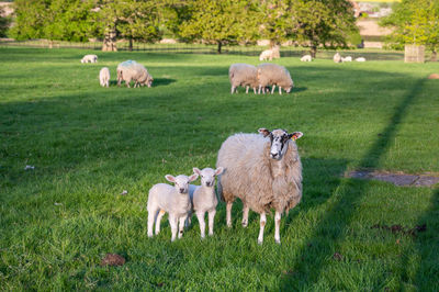 A sheep stood next to two young lambs in a field filled with more sheep and lambs