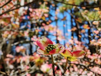 Close-up of pink flowering plant