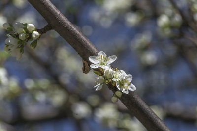 Close-up of bee on tree