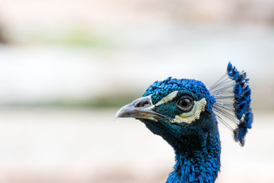Close-up of a peacock