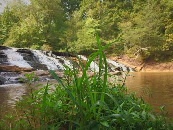 Scenic view of river amidst trees