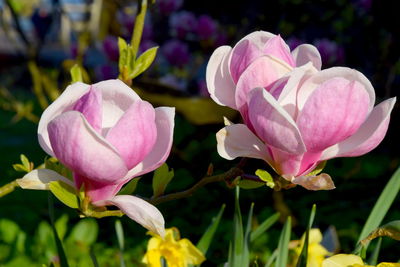 Close-up of pink flowering plant in field