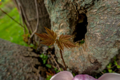 Close-up of flower growing on tree