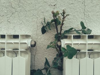 Close-up of potted plant against wall