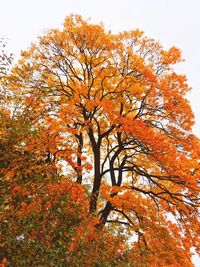 Low angle view of autumnal tree against orange sky