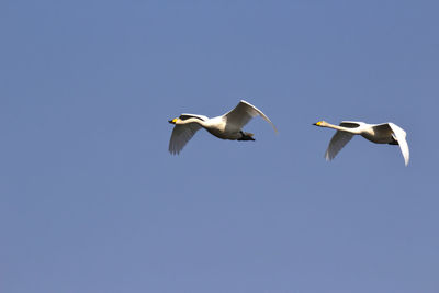 Two flying whooper swans