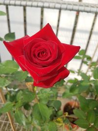 Close-up of red rose blooming outdoors