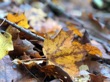 Close-up of dry autumn leaf