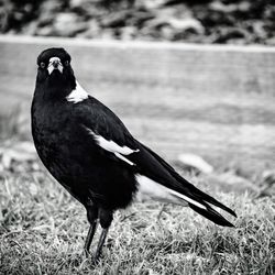 Close-up of bird perching on a field