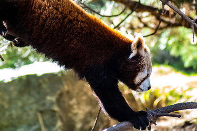 Close-up of red panda 