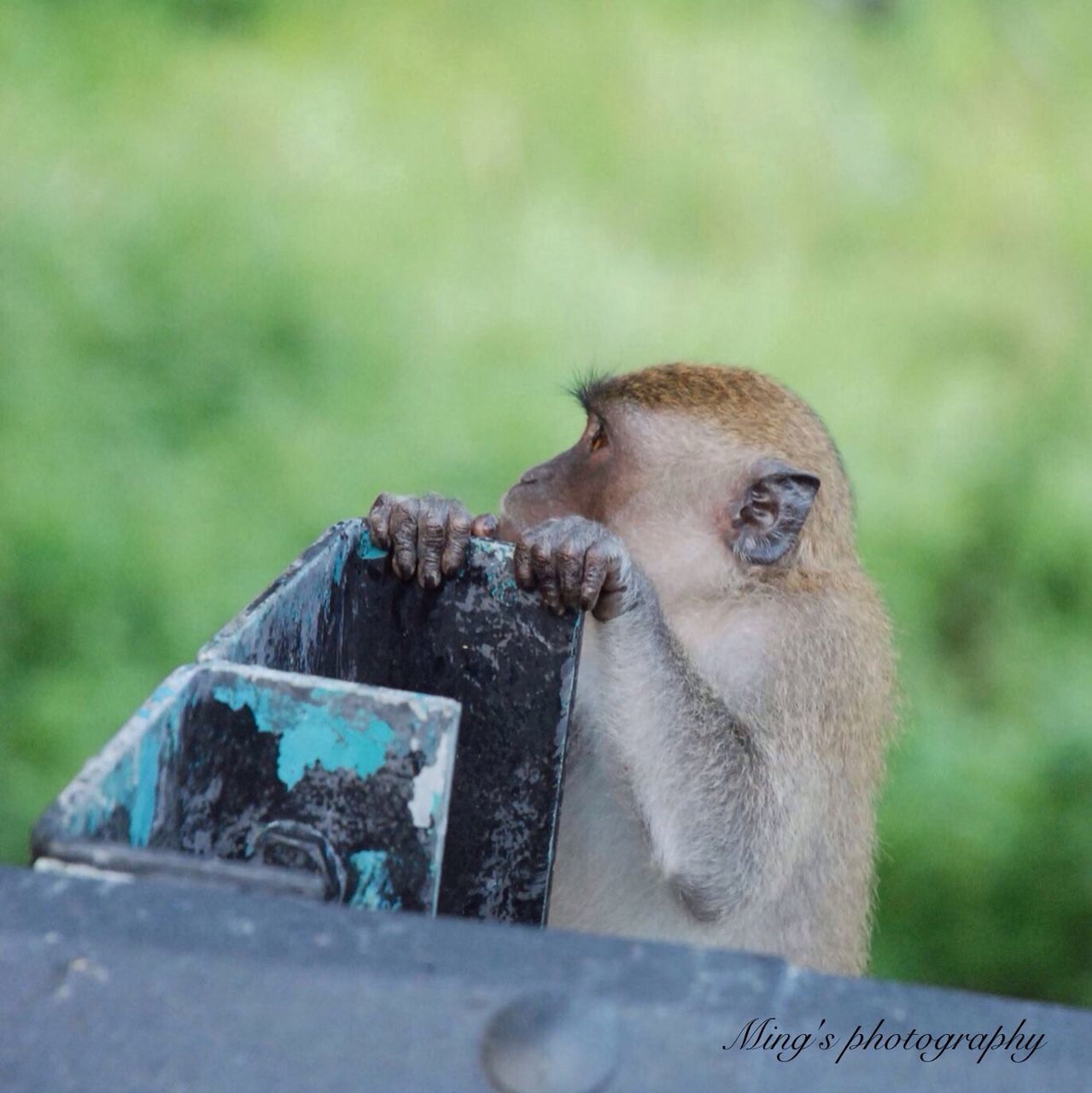 animal themes, one animal, mammal, domestic animals, pets, focus on foreground, dog, close-up, animal head, day, wildlife, selective focus, animals in the wild, outdoors, animal body part, looking away, two animals, sitting, nature, zoology