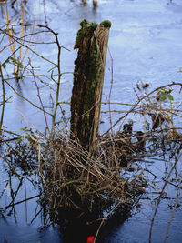 Close-up of bird on branch against sky