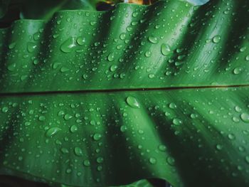 Full frame shot of raindrops on green leaves