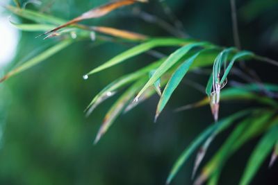 Close-up of water drops on plant