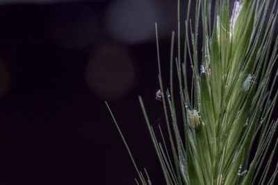 Close-up of wet grass against black background