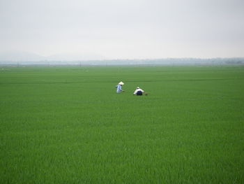 Birds perching on green field against sky