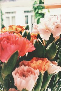 Close-up of pink tulip flowers
