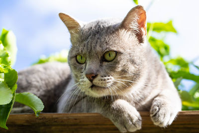 Close-up portrait of a cat