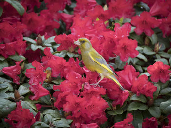 Close-up of bird perching on red flowering plant