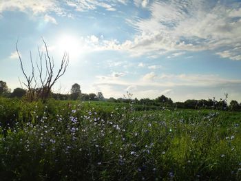 Scenic view of grassy field against sky