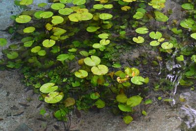 Lotus leaves floating on water in pond