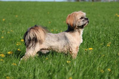 Side view of a dog on field