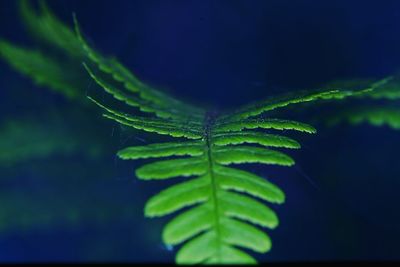 Close-up of green leaf