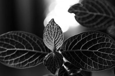 Close-up of dry leaves on plant