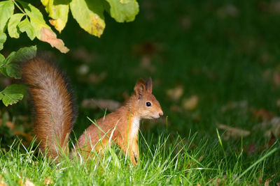 Close-up of squirrel on field