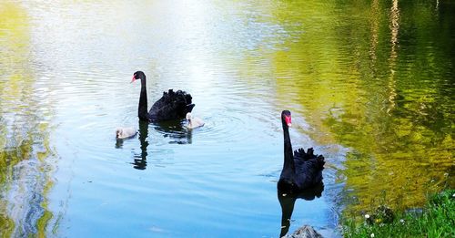 Ducks swimming in lake