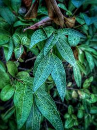 Close-up of wet plant leaves