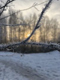 Close-up of frozen plants against trees during winter